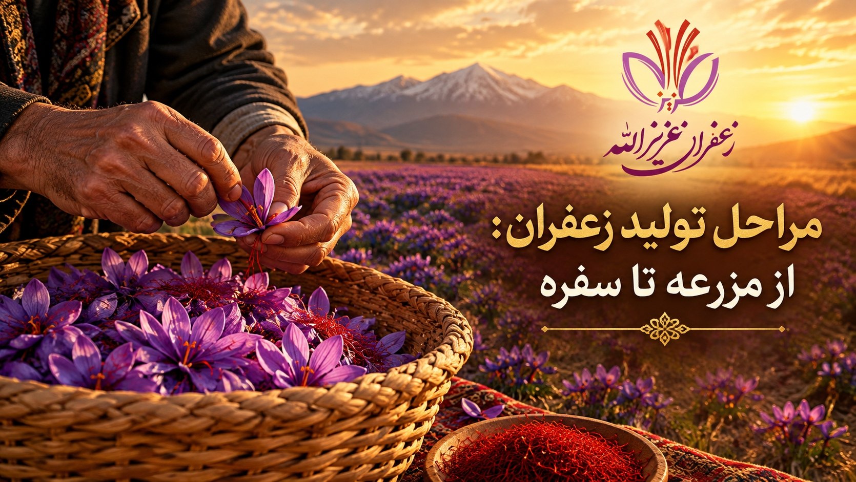 مراحل تولید زعفران از مزرعه تا سفره