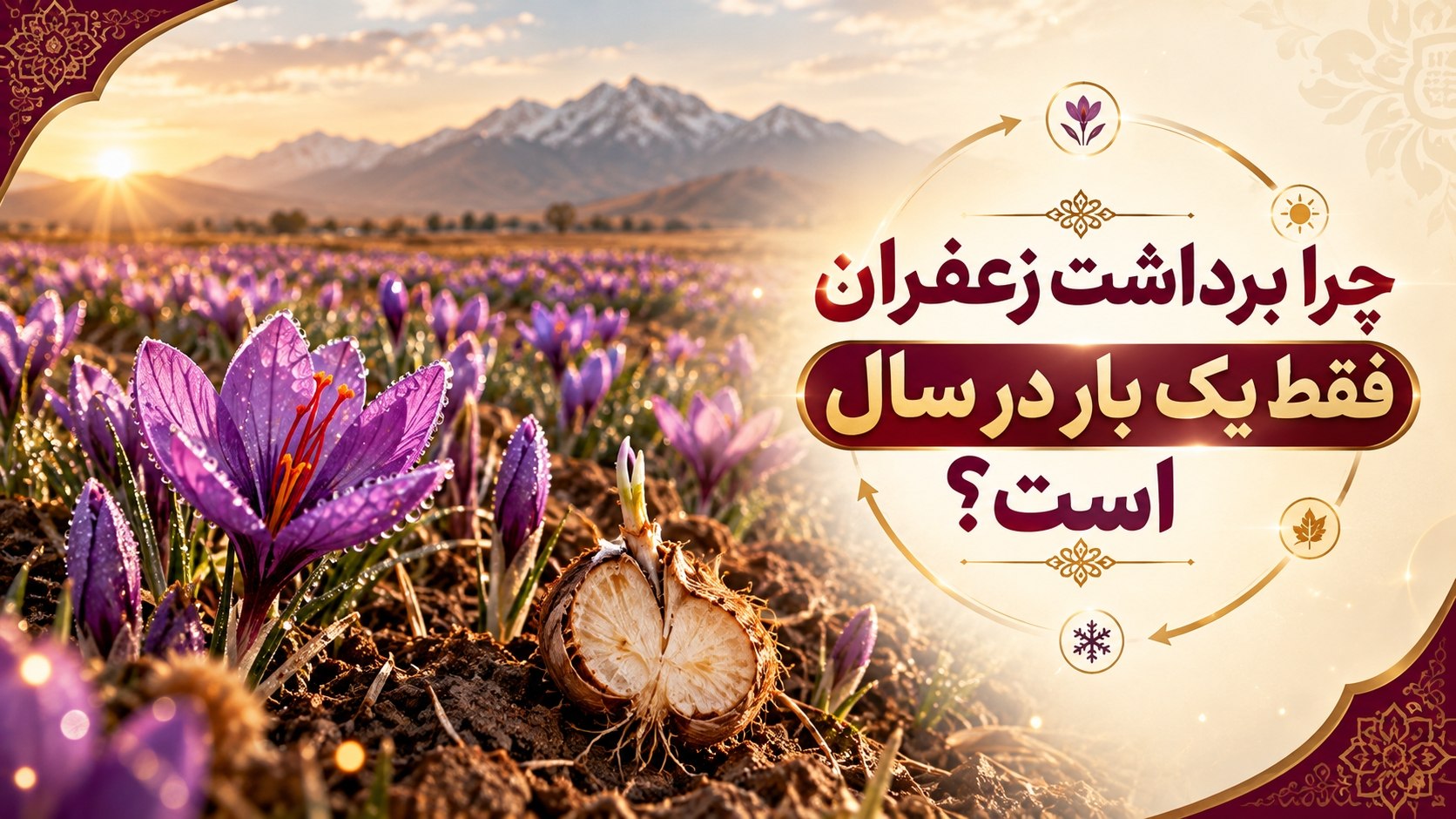 برداشت زعفران فقط یک بار در سال